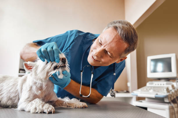 Best Chipped Tooth Repair Near Me  in Apache, OK